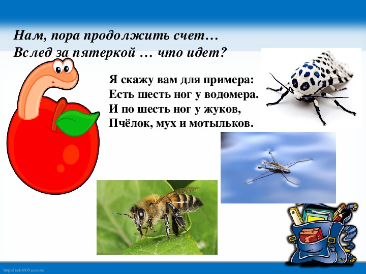 Пора продолжите. Жук 6 ног. Я скажу вам для примера есть шесть ног у водомера и по шесть. У мухи и пчелы 6 ног. У кого 6 ног.