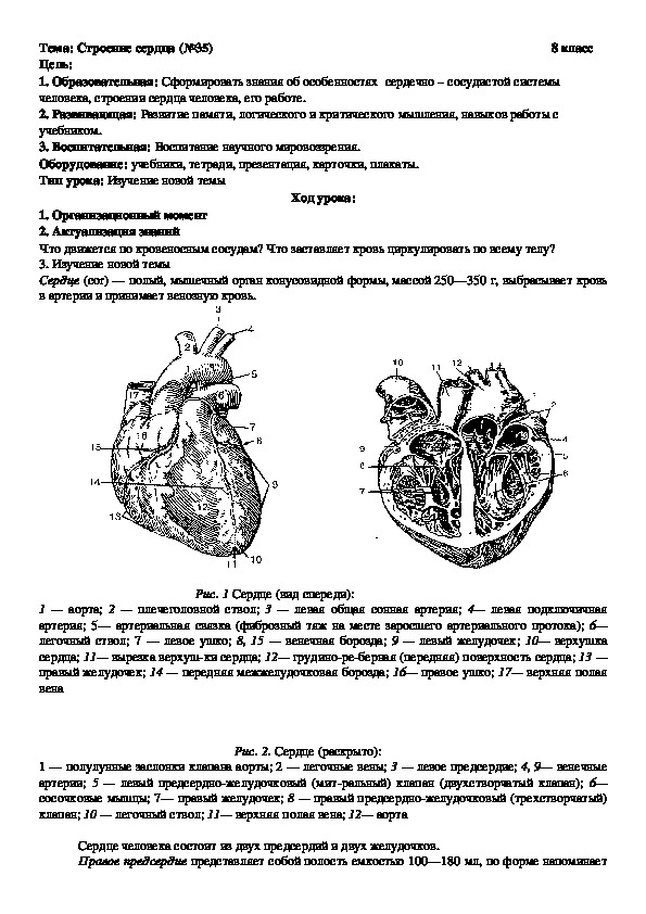 "Строение сердца" (8 класс, Биология)