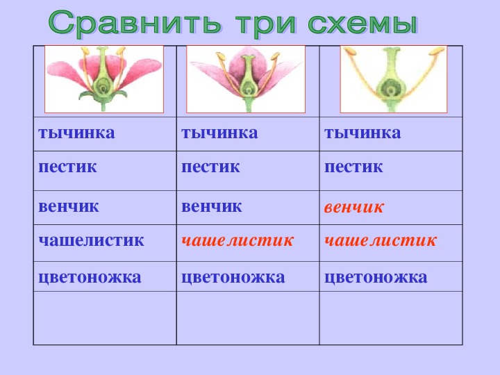 Цветок биология 6 класс