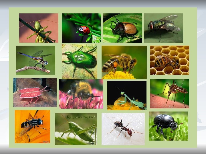 Приложение для определения насекомых по фото на русском языке бесплатно
