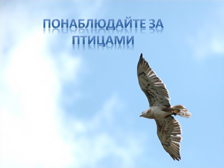 Обложка для материала Понаблюдайте за птицами