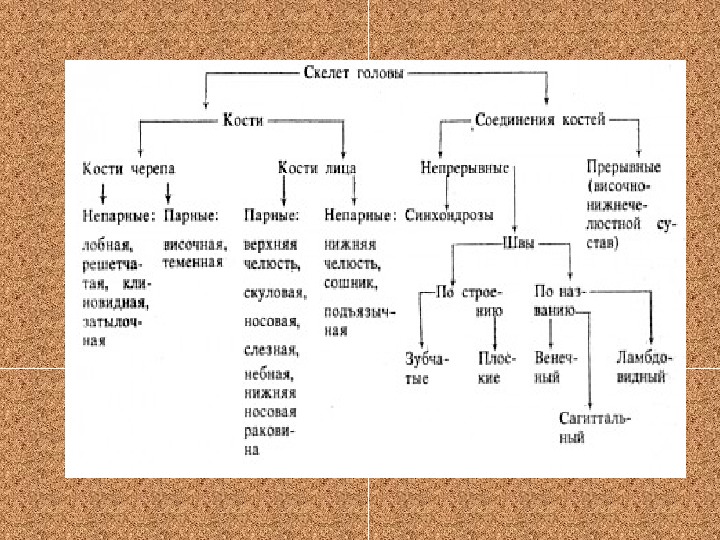 Пар костей. Скелет туловища парные и непарные кости. Парные не парные костм. Парные и непанын кости череп. Парные и не парнфые кости черепа.