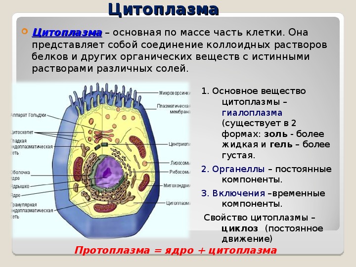 Характеристика цитоплазма клетки