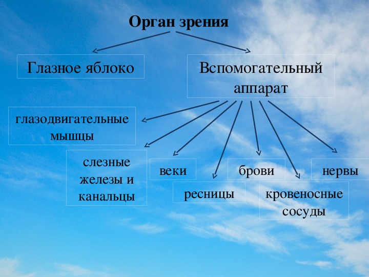 Анализаторы зрения презентация 8 класс биология