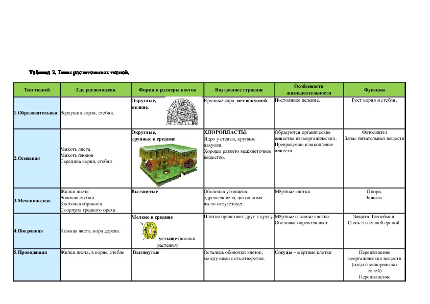 Таблица тканей клеток. Функции тканей растений 5 класс биология. Растительные ткани таблица 5 класс. Функции растительных тканей 5 класс.