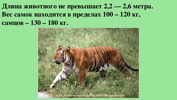 Растения и животные евразии 7 класс география. Масса животных. Животные Евразии 7 класс презентация. Вес животное. Животные Евразии география 7.