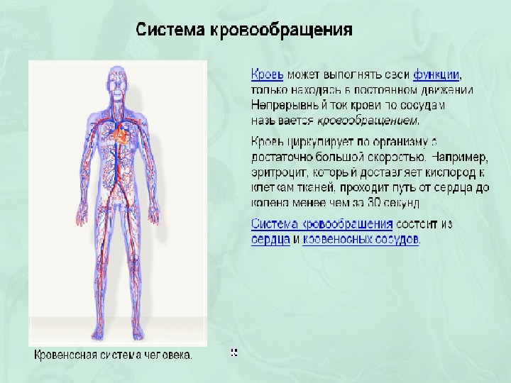 Гемодинамика тесты. Транспорт веществ органы кровообращения. Органы кровообращения. Система органов кровообращения состоит из.