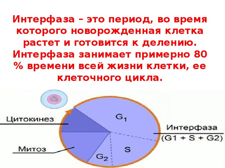 3 интерфаза. Интерфаза. Интерфаза простыми словами. Интерфаза подробно. Все периоды интерфазы.