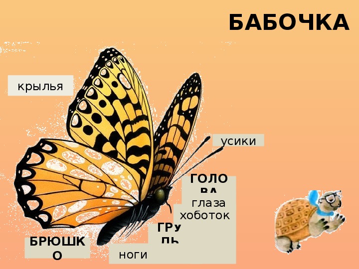 Бабочка рисунок 1 класс окружающий мир