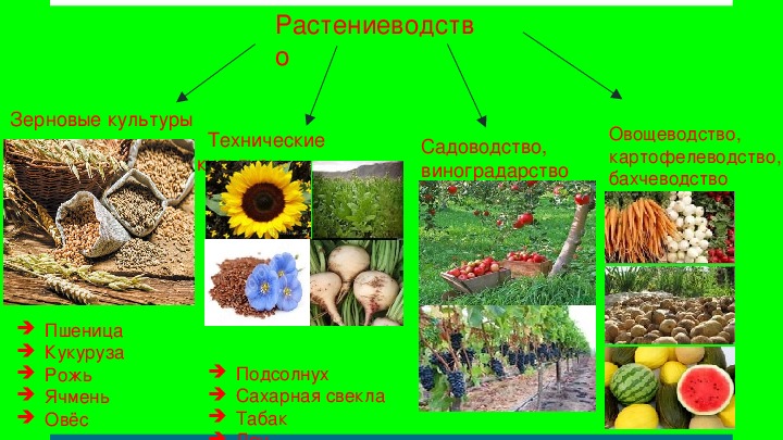 Презентация растениеводство 8 класс