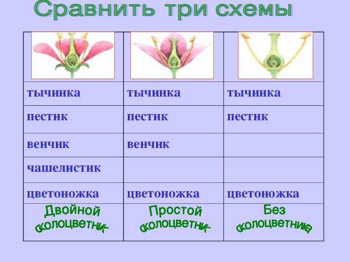 Презентация на тему цветок 6 класс биология