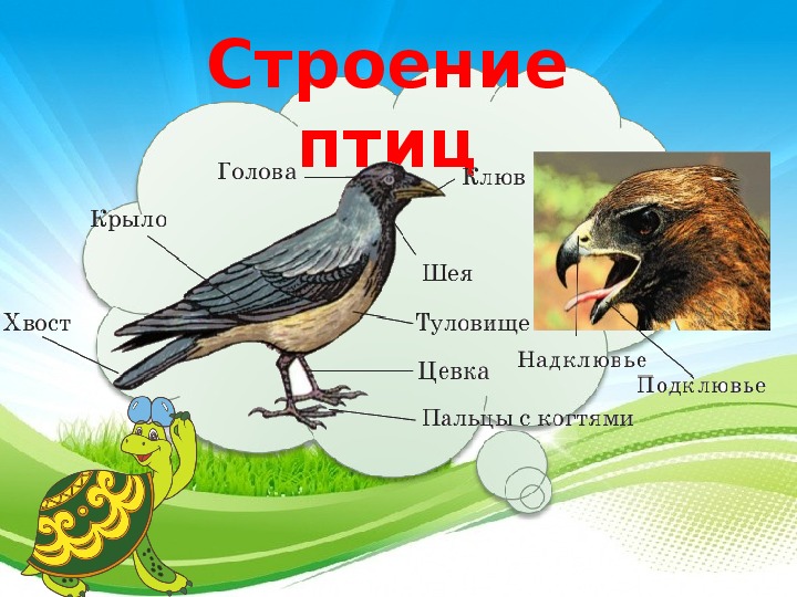 Урок птица. Хвост птицы строение. Анатомия хвоста птицы. Птичий хвост строение. Функции хвоста птиц.