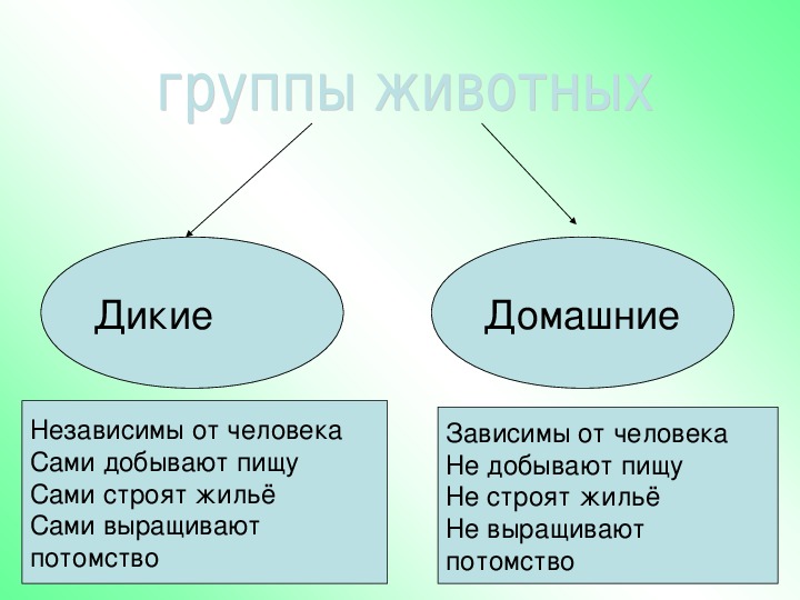 Проект роль домашних животных в жизни человека