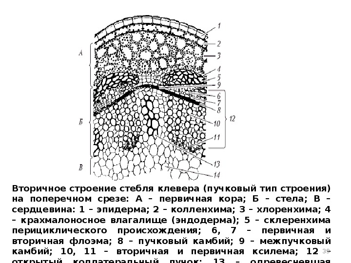 Анатомическое строение стебля травянистых растений