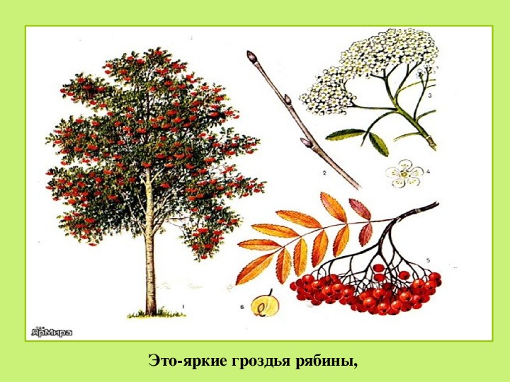 Рябина листья плоды. Рябина дерево лист плод. Рябина дерево. Рябина для детей. Рябина для дошкольников.