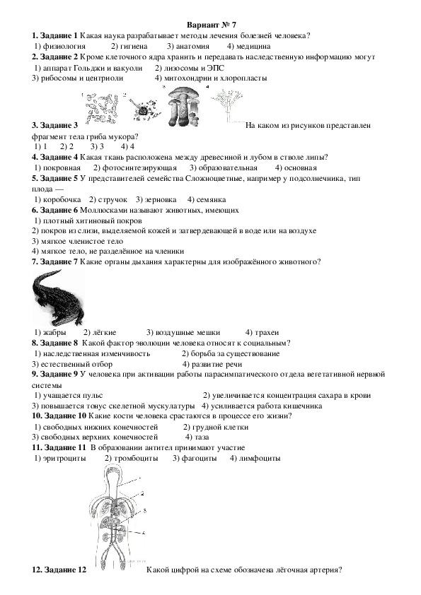 ОГЭ. Биология. Вариант № 7