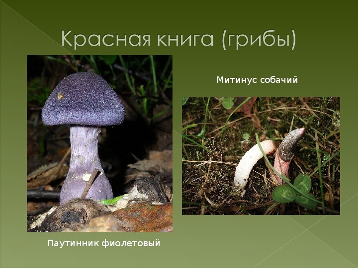Красная книга ленинградской области грибы с картинками