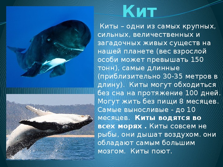 Где живет кит русский язык 1 класс. Где живет кит. Где обитают киты. Киты китообразные. Где живут китообразные.