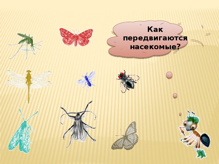 Конспект насекомые средняя