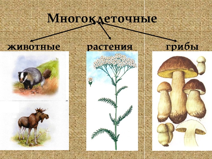 Многоклеточные грибы. Многоклеточные животные для растений. Многоклеточные растения грибы животные. Грибы растения и животные многоклеточные организмы.