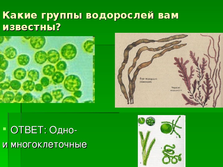 Перечислить группы водорослей. Группы водорослей. Водоросли 7 класс биология.