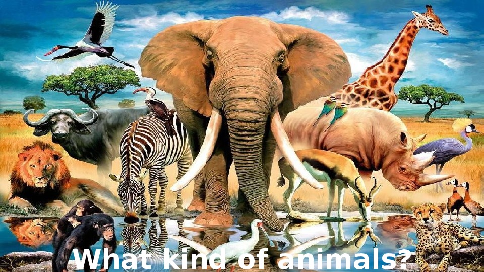 Презентация по английскому языку на тему "wild of animals"