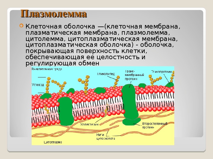 Плазматическая мембрана выполняет. Плазматическая мембрана эукариот строение. Фосфолипиды плазматической мембраны.