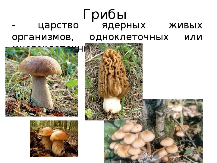 Сколько классов грибов. Царство грибов 5 класс биология. Грибы 5 класс биология. Царство грибы 5 класс биология. Царство грибы 5 класс биология презентация.