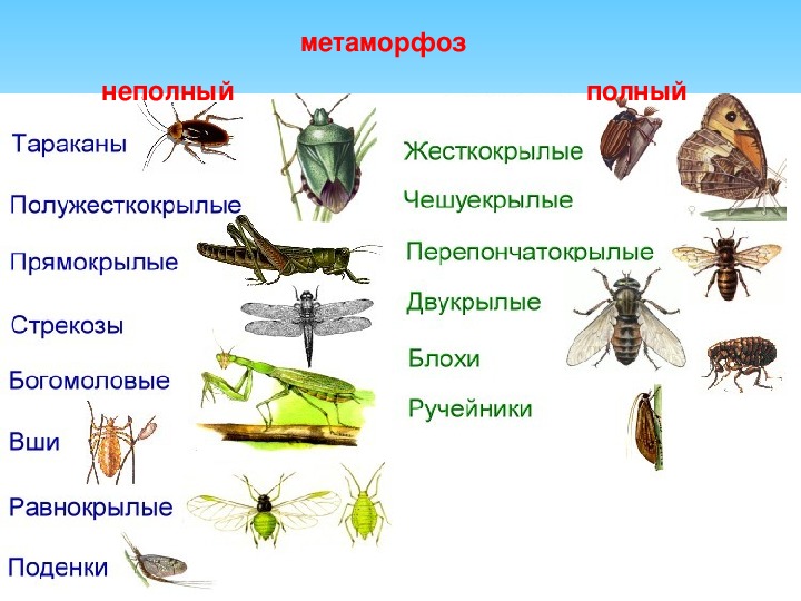 Полное превращение насекомых таблица. Метаморфоз с полным и неполным превращением. Полное превращение и неполное превращение.
