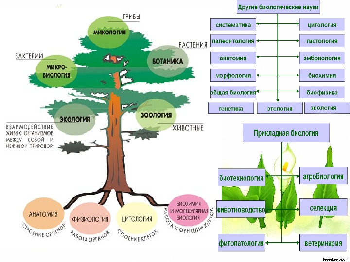 Схема биологические науки