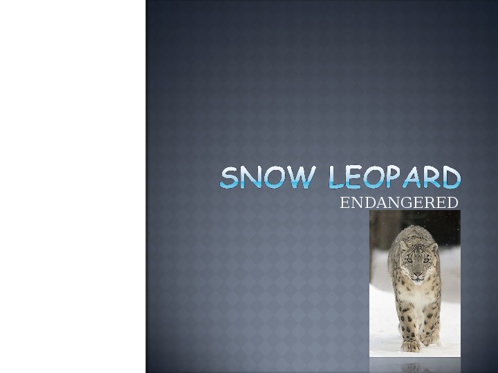 Презентация по англ яз "снежный леопард"