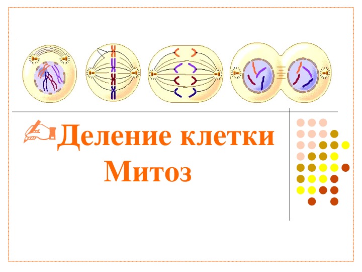 Биология 9 класс митоз презентация 9 класс