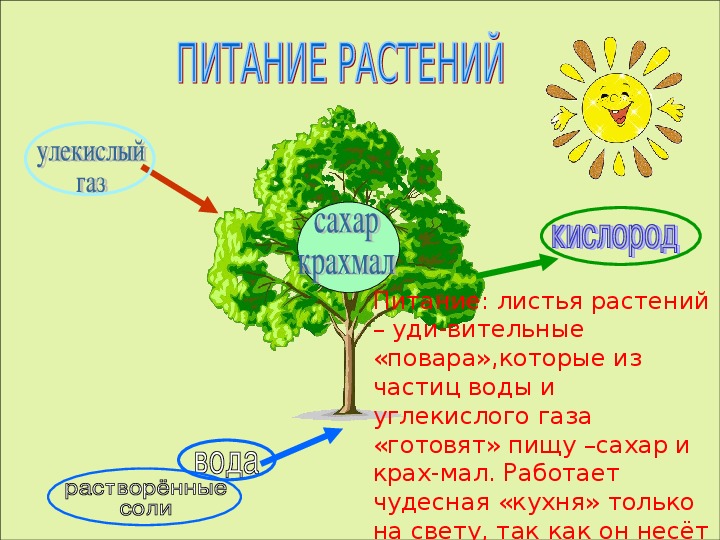 Презентация солнце растения и мы с вами. Солнце растения и мы с вами. Солнце растения и мы с вами презентация. Схема питания растений. Проект солнце растения и мы с вами.