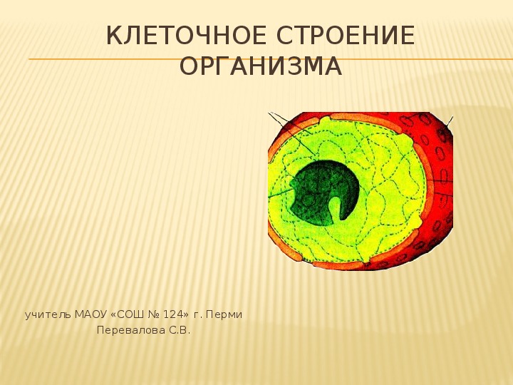 Клеточное строение имеют. Клеточное строение организма человека 8 класс. Клетка человека биология 8 класс.