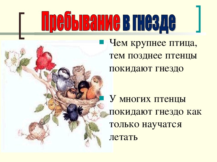 Используя рисунок 164 найдите черты отличия выводковых и гнездовых птиц