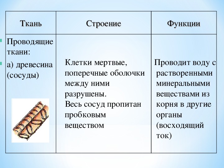 Ткани растений презентация биология