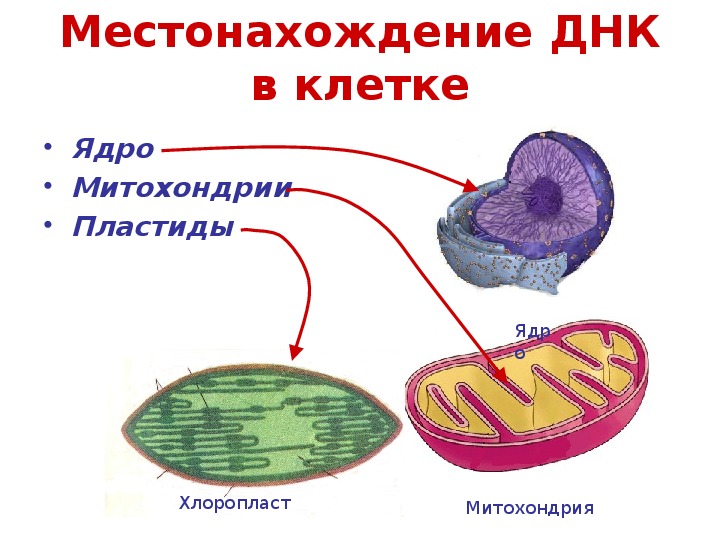 В каких клетках содержится митохондрия. ДНК В клетках эукариот.