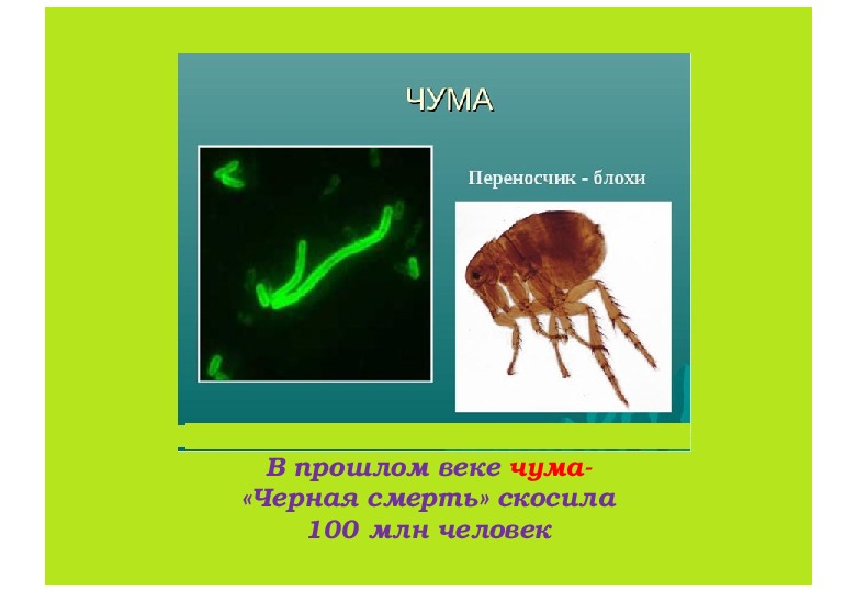 Презентация на тему чума