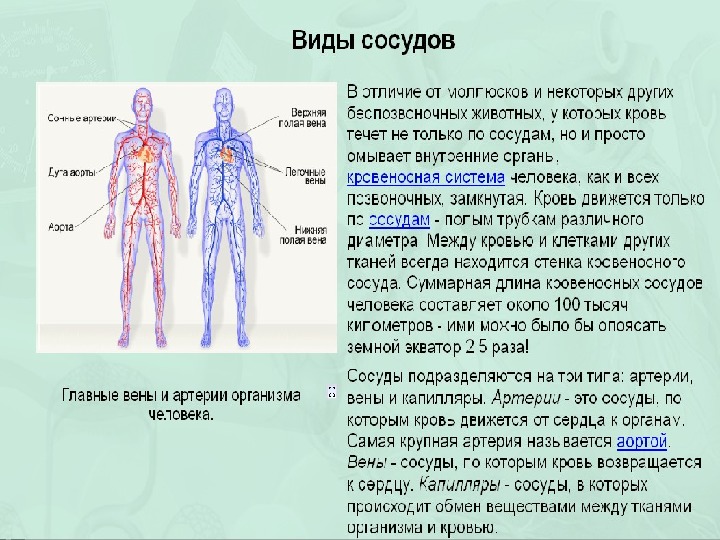Артерии и вены определение. Артерии и вены в организме человека. Сосуды в теле человека. Сосуды артерии вены капилляры.