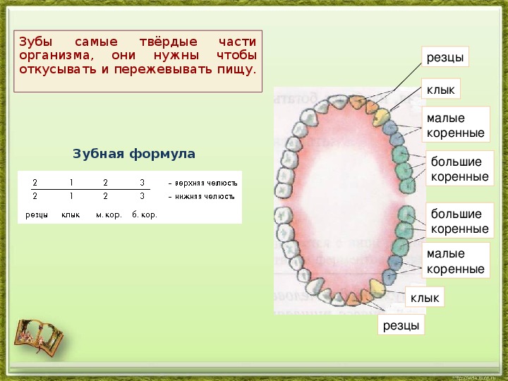 Как какие зубы называются. Формула зубов биология 8 класс. Название зубов. Название зубов у ребенка. Строение зуба.