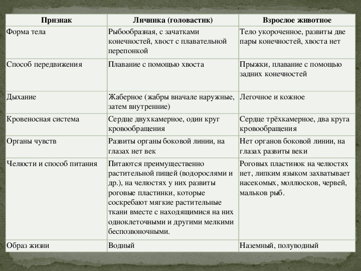 7 класс презентация внутреннее строение земноводных