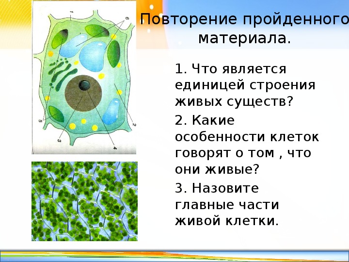 Особенно клетках. Химический состав клетки 5 класс биология биология. Биология состав клетки 5 класс биология. Состав клетки биология 5 класс. Клетка биология 5 класс.