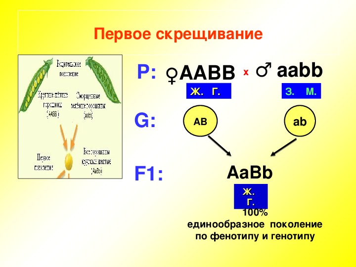 Презентация дигибридное скрещивание 3 закон менделя