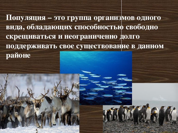 Популяционно видовой уровень виды и популяции