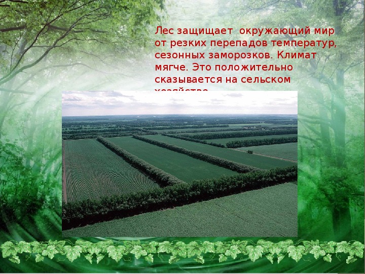 Леса смягчая климат сохраняют влагу. Климат лесов России окружающий мир. Лес климат 4 класс окружающий мир. Климат зоны лесов 4 класс окружающий мир. Климат леса 4 класс окружающий мир.