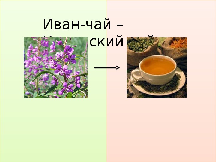 Презентация доклада "Иван чай - Копорский чай"
