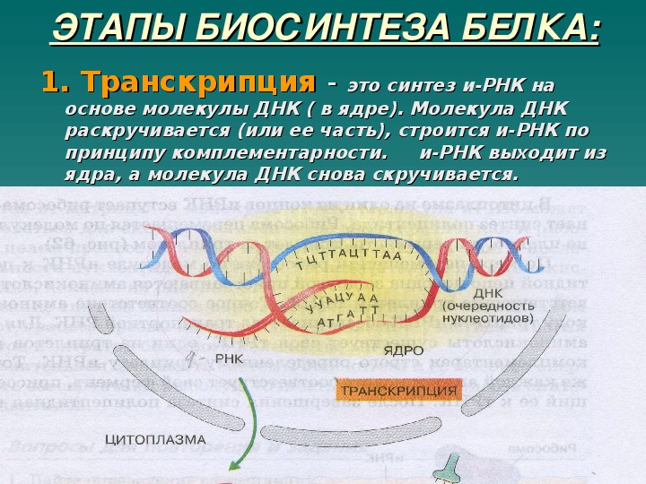 Биосинтез белка фото