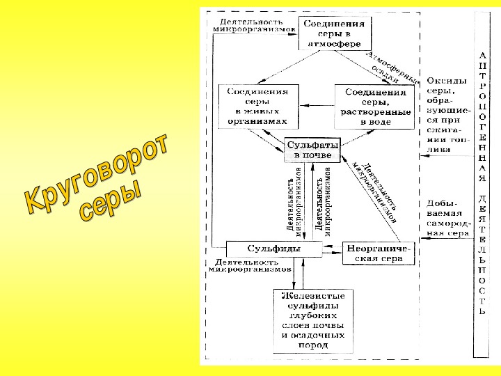 Интеллект карта сера