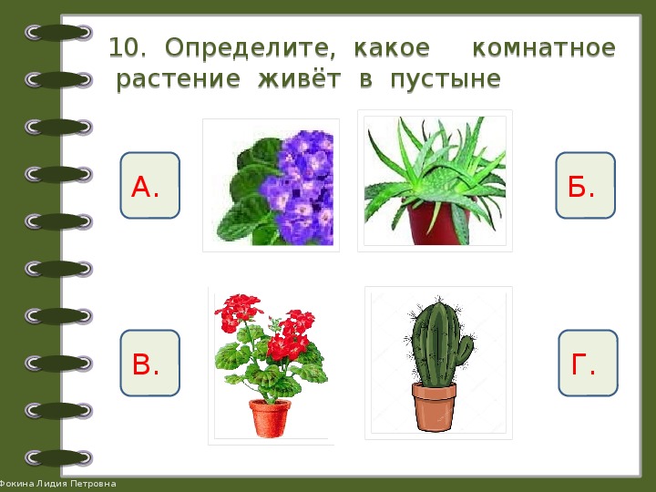 Опознать растение по фото онлайн приложение бесплатно без регистрации по фото