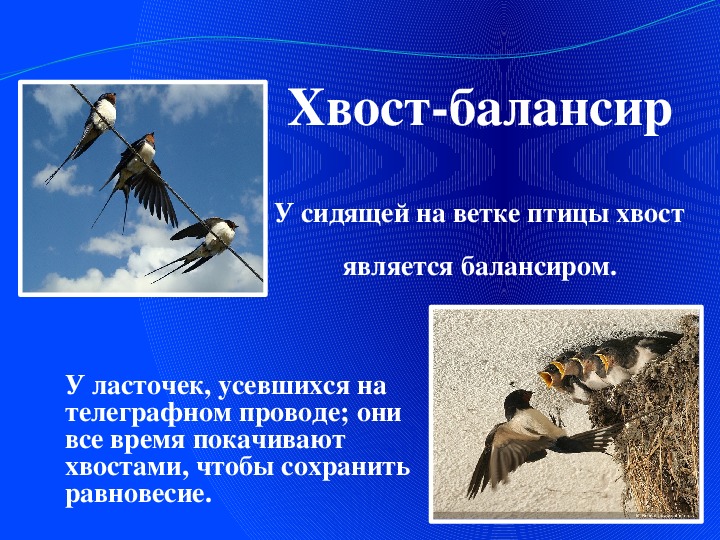 Время не птица за хвост не. Хвост птицы. Хвост птицы строение. Виды хвостов у птиц. Для чего птицам хвост.